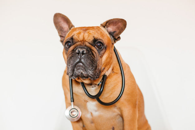 French 2024 bulldog veterinarian