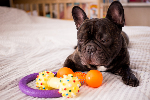 Best toys for french bulldogs best sale