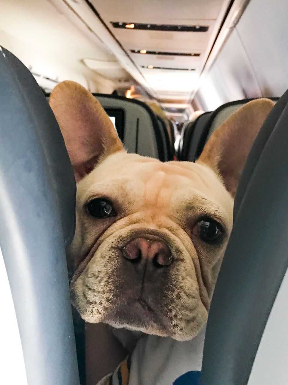 Flying with a store bulldog