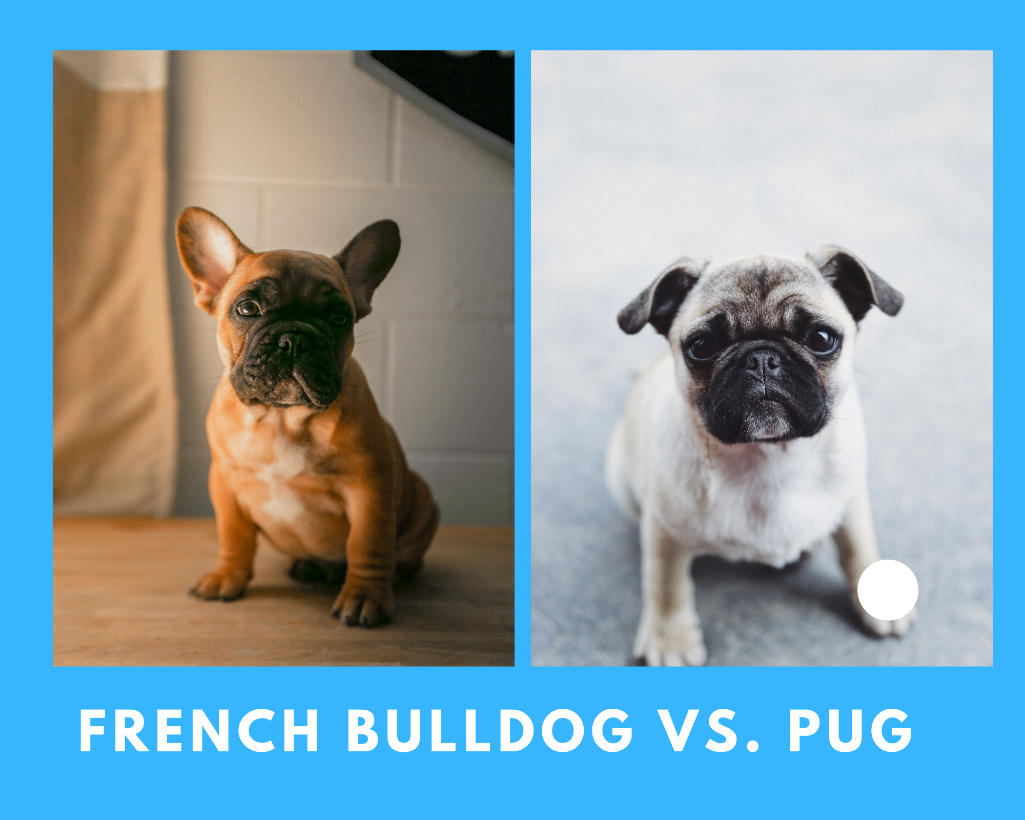 Debería conseguir un bulldog francés o un cachorro pug?