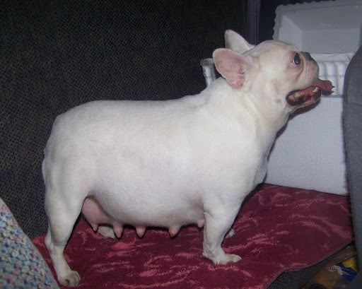 how do french bulldogs get pregnant?