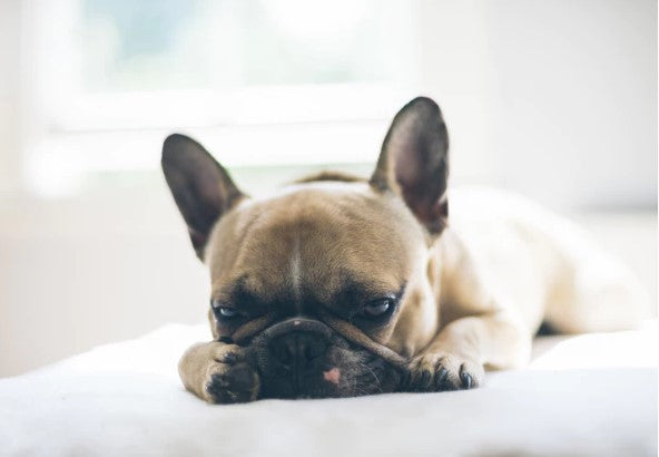 French bulldog best sale buying guide