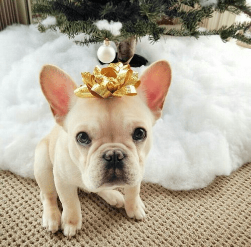 how much is a french bulldog puppy cost