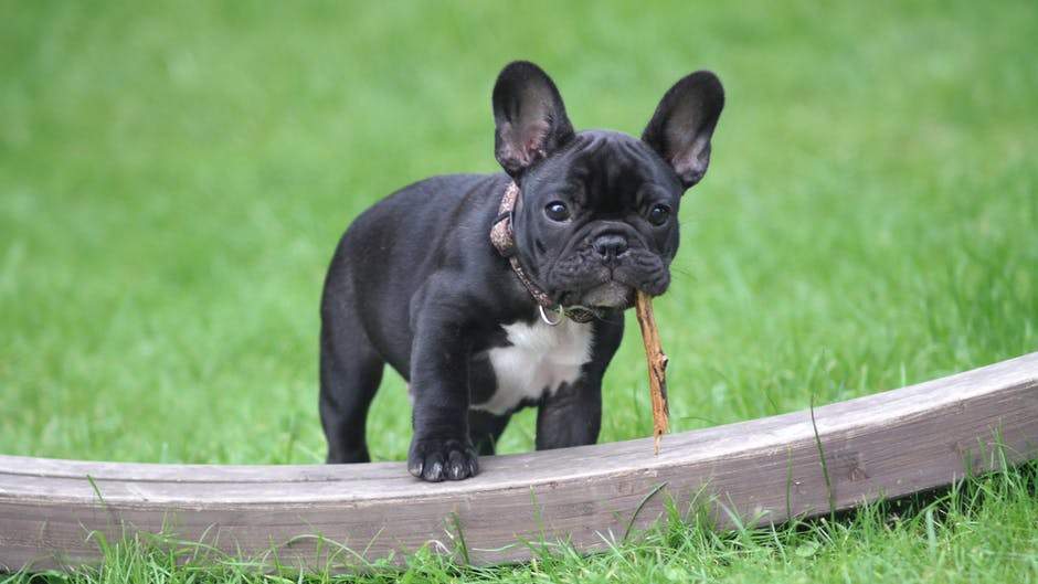 Itchy deals french bulldog