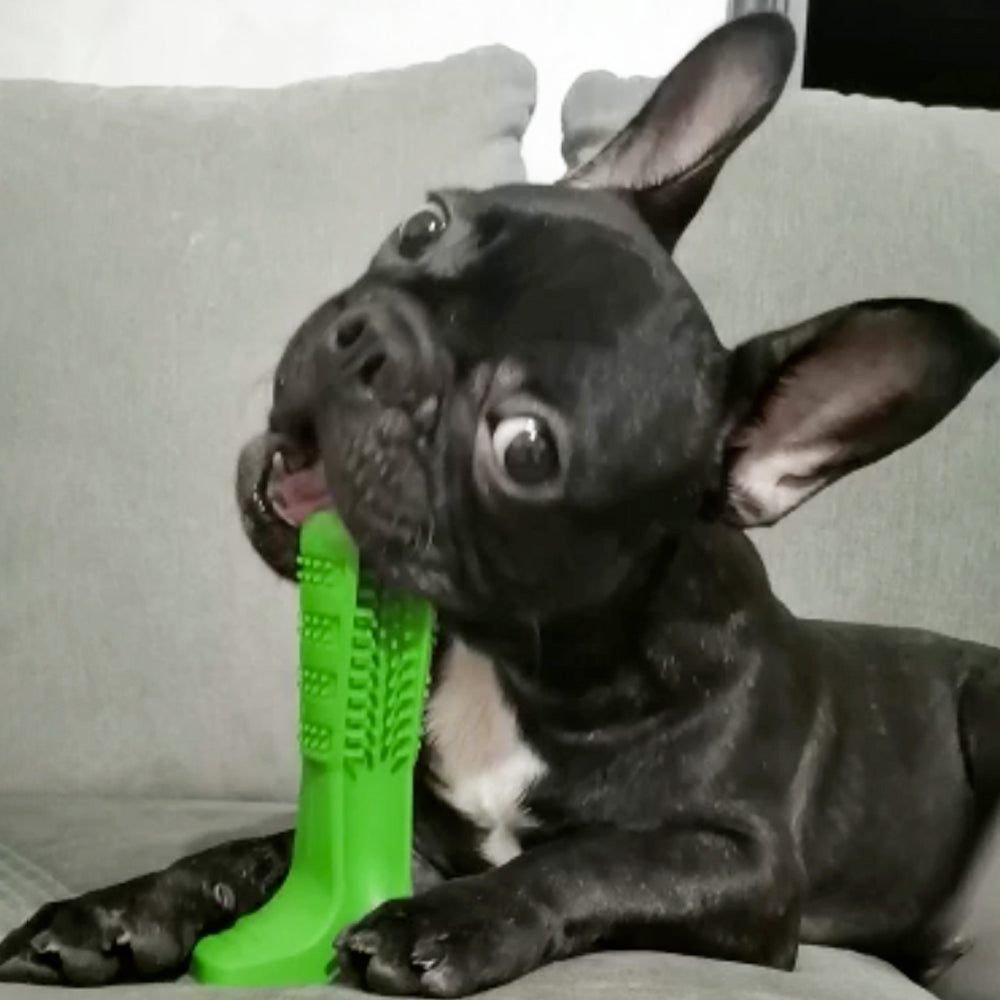 Best French Bulldog Toys - The Best Frenchie Gear
