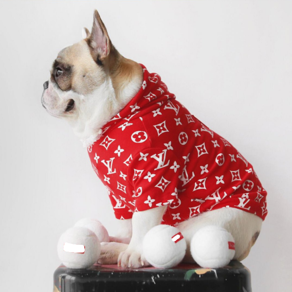 French bulldog in a Louis Vuitton trunk in 2023