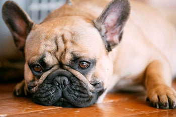 COMMON CAUSES OF FRENCH BULLDOG HAIR LOSS – frenchie Shop