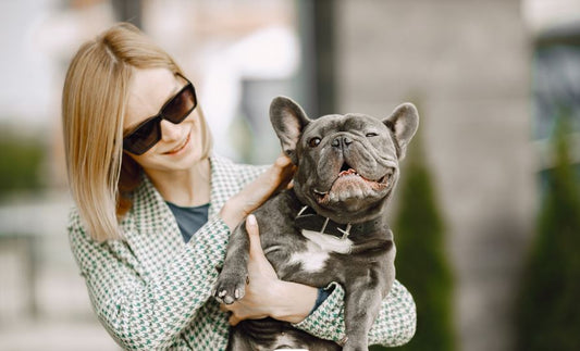 Becoming an Expert in French Bulldog Care