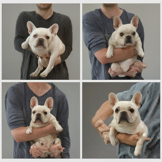 How to Hold a French Bulldog Properly?
