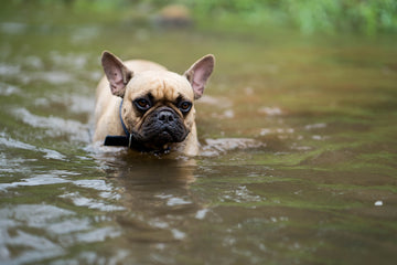 Puede nadar el bulldog francés?