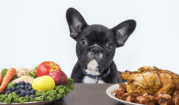 What is the Best Food for French Bulldogs? – frenchie Shop