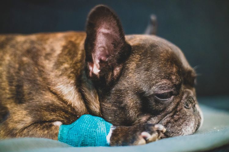 11 Things That Can Ruin Your French Bulldog’s Life
