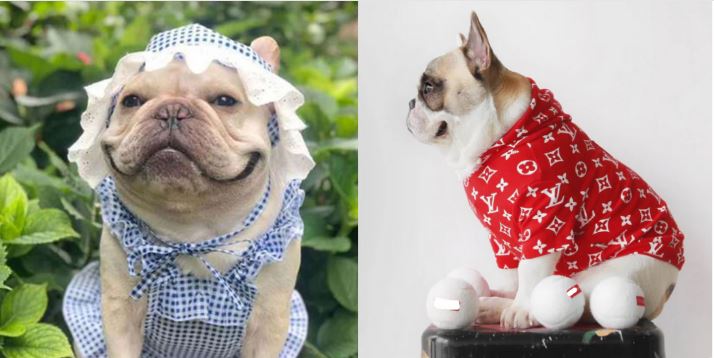 What Are The Most Popular French Bulldog Clothing Styles