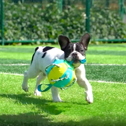 Interactive Frenchie Soccer Ball With Tabs Inflated Training Toy - French Bulldog Shop