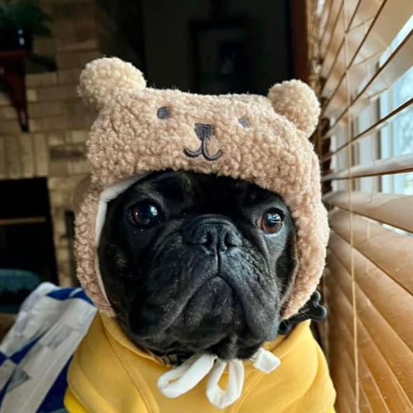 Frenchie beanie outlet