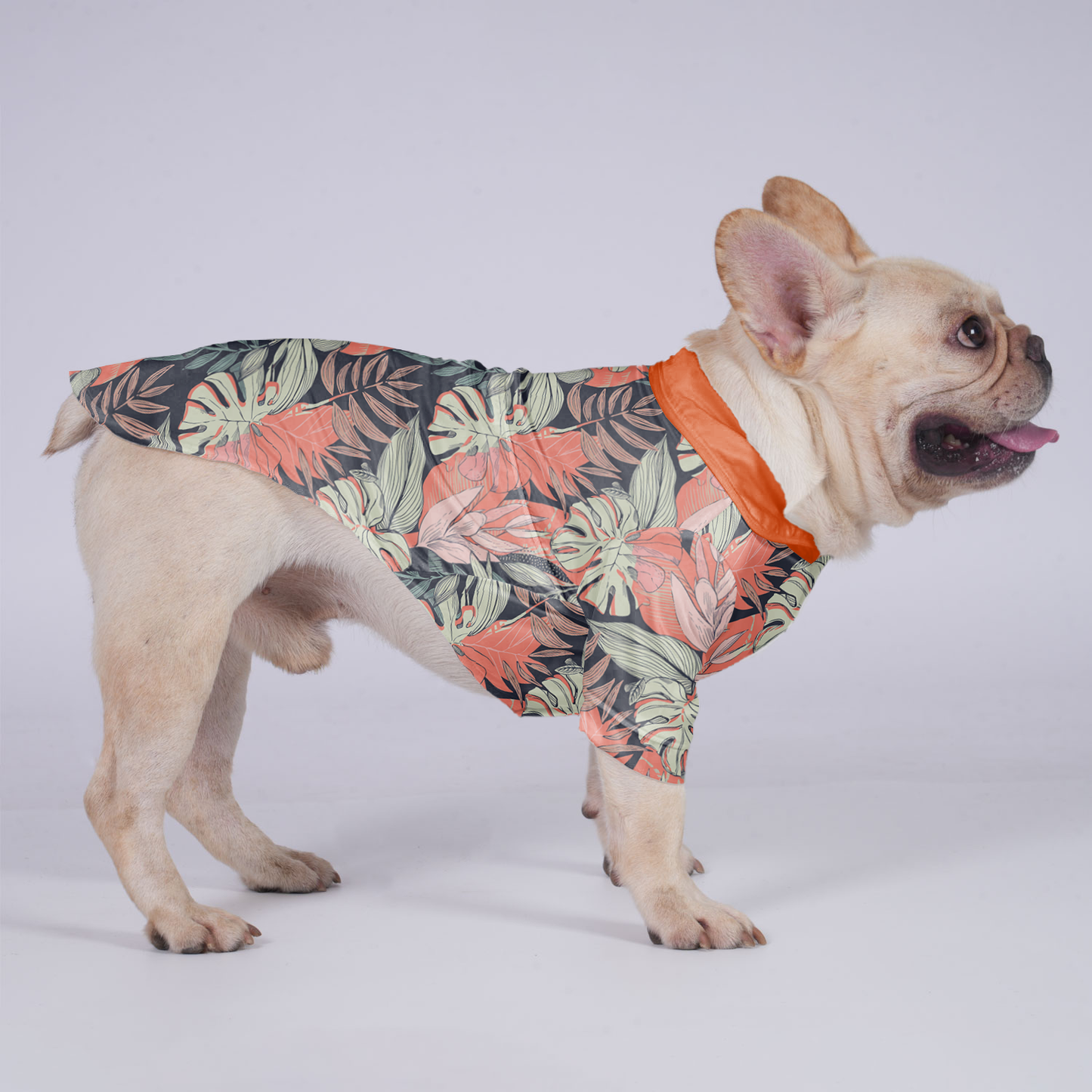 Apollo - Hawaiian Shirt for Frenchies