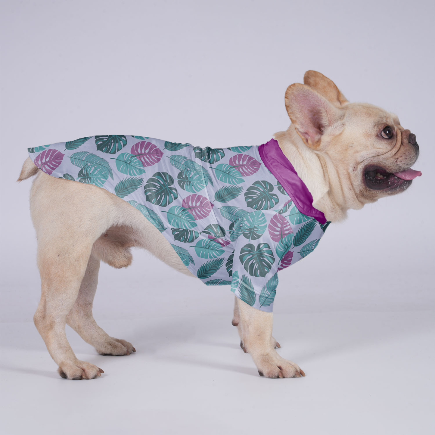 Beau - Hawaiian Shirt for Frenchies