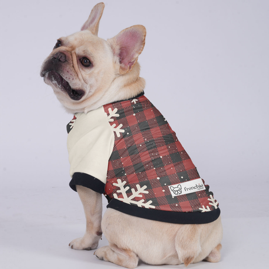 Chloe - Jacket for French bulldog