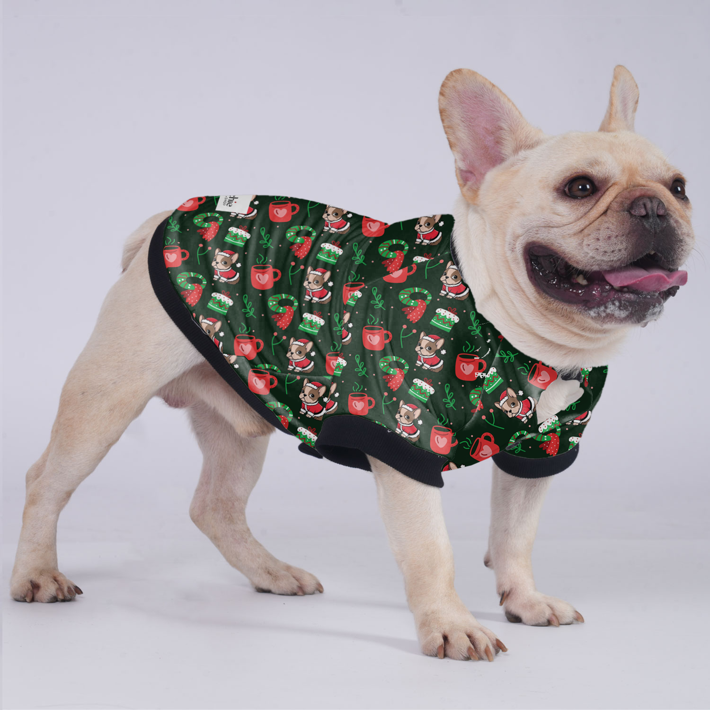 Cutie - Jacket for French bulldog