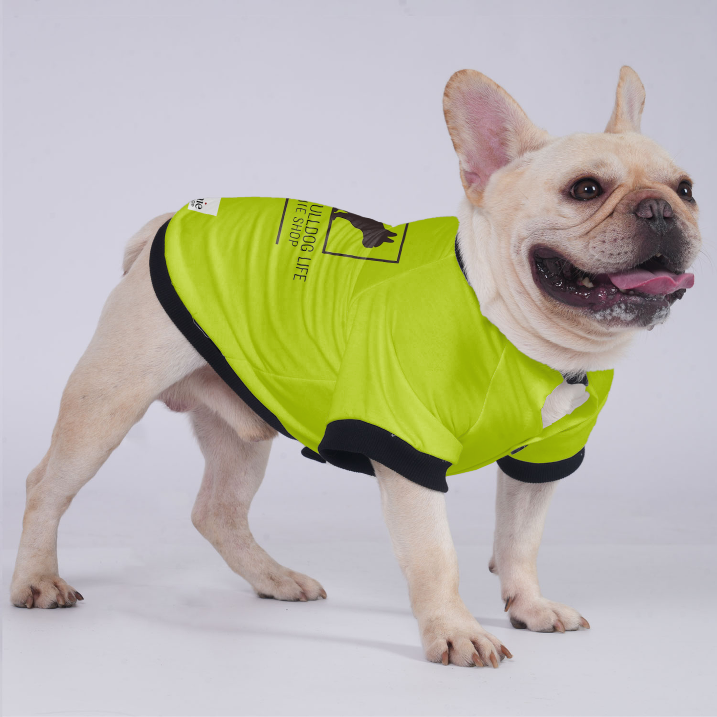 Max - Jacket for French bulldog