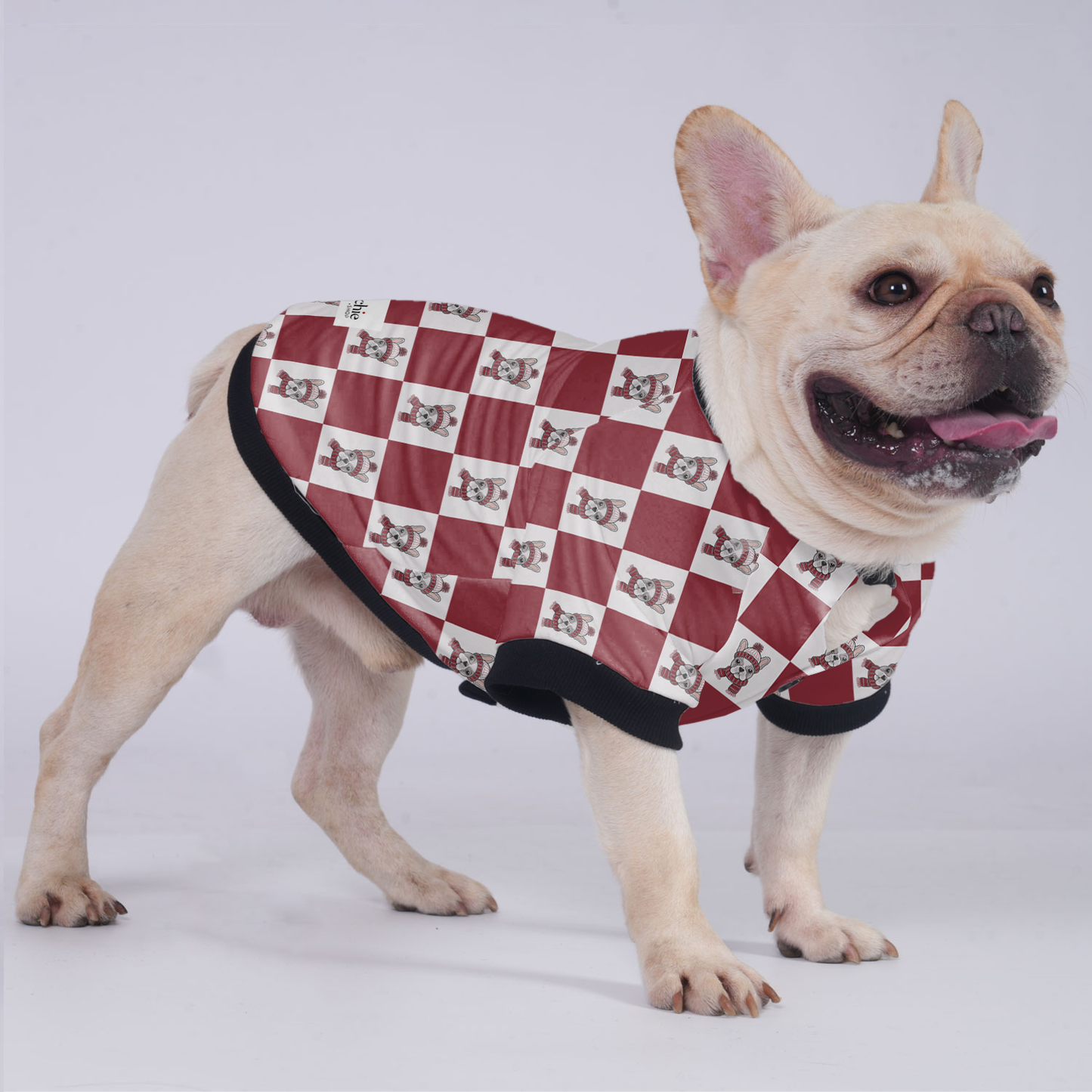 Winston - Jacket for French bulldog