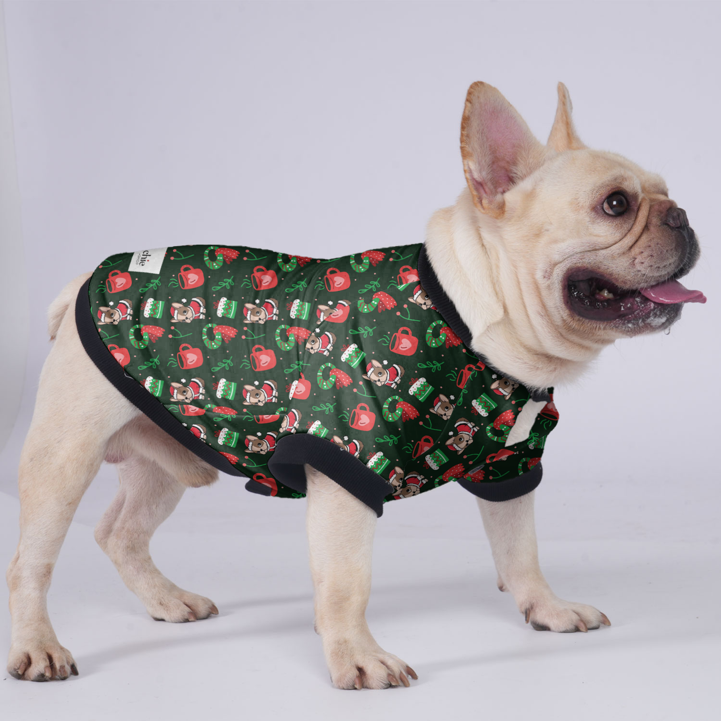 Cutie - Jacket for French bulldog