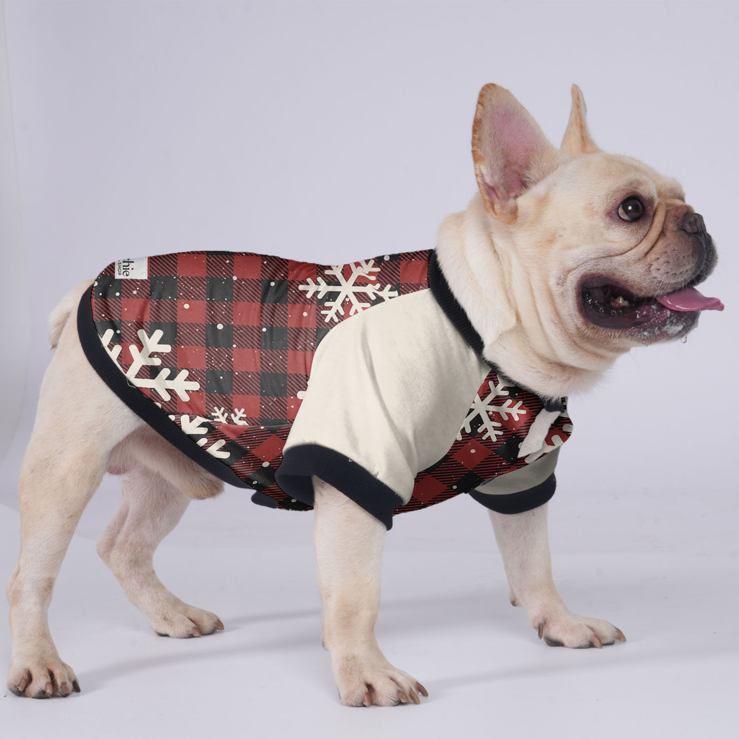 Chloe - Jacket for French bulldog