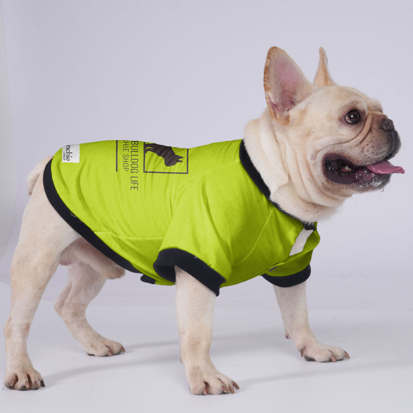 Max - Jacket for French bulldog