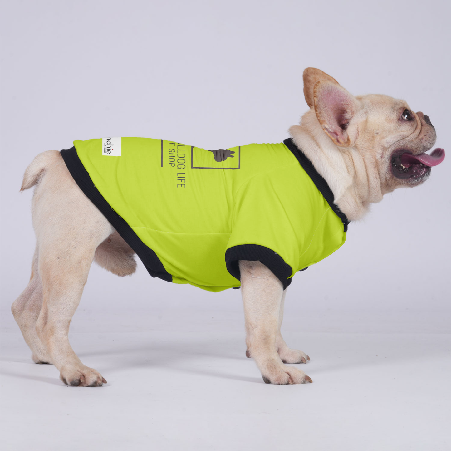 Max - Jacket for French bulldog