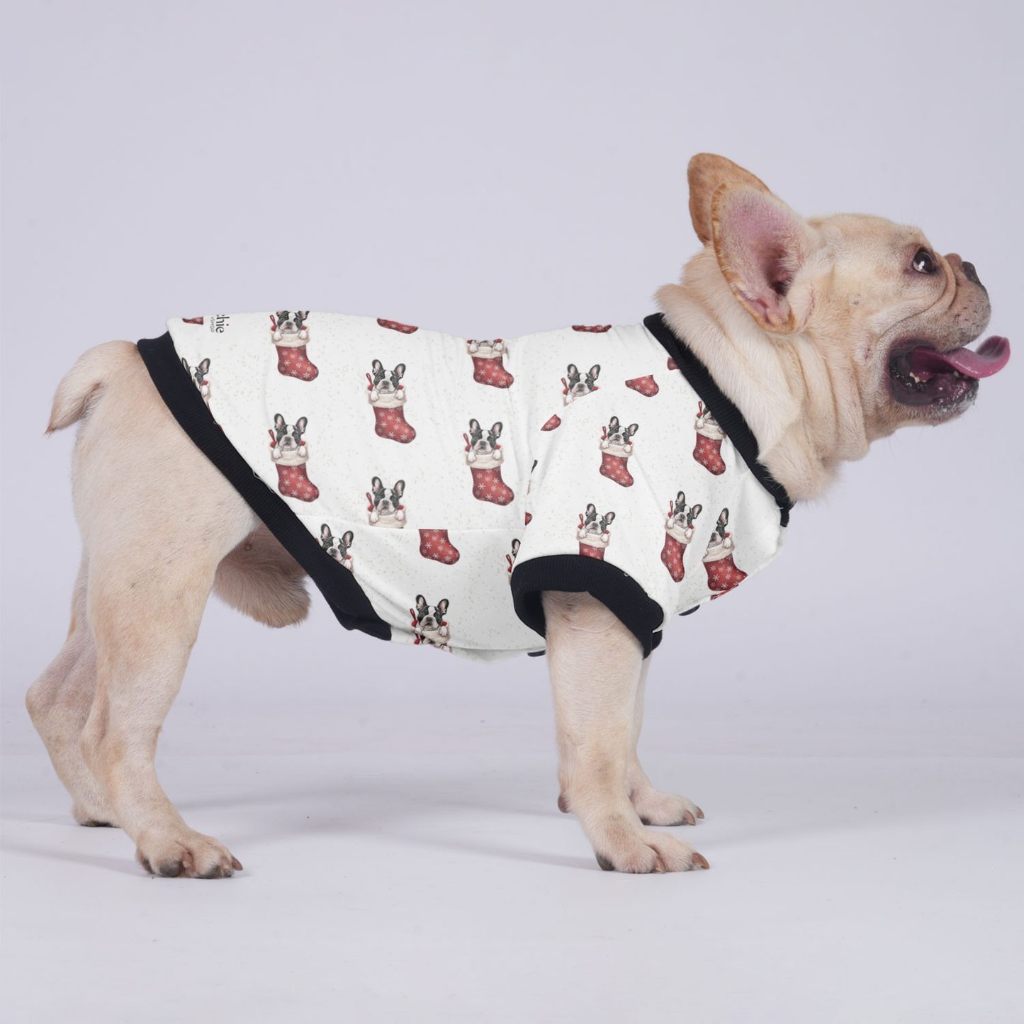 Thor - Jacket for French bulldog