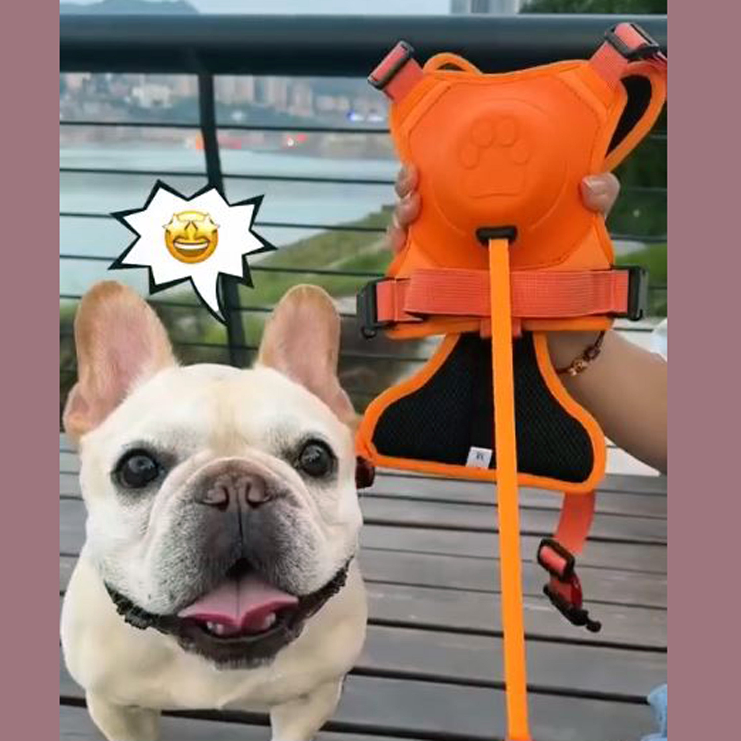 BulldogBound Frenchie Harness and Retractable Leash Set All in One