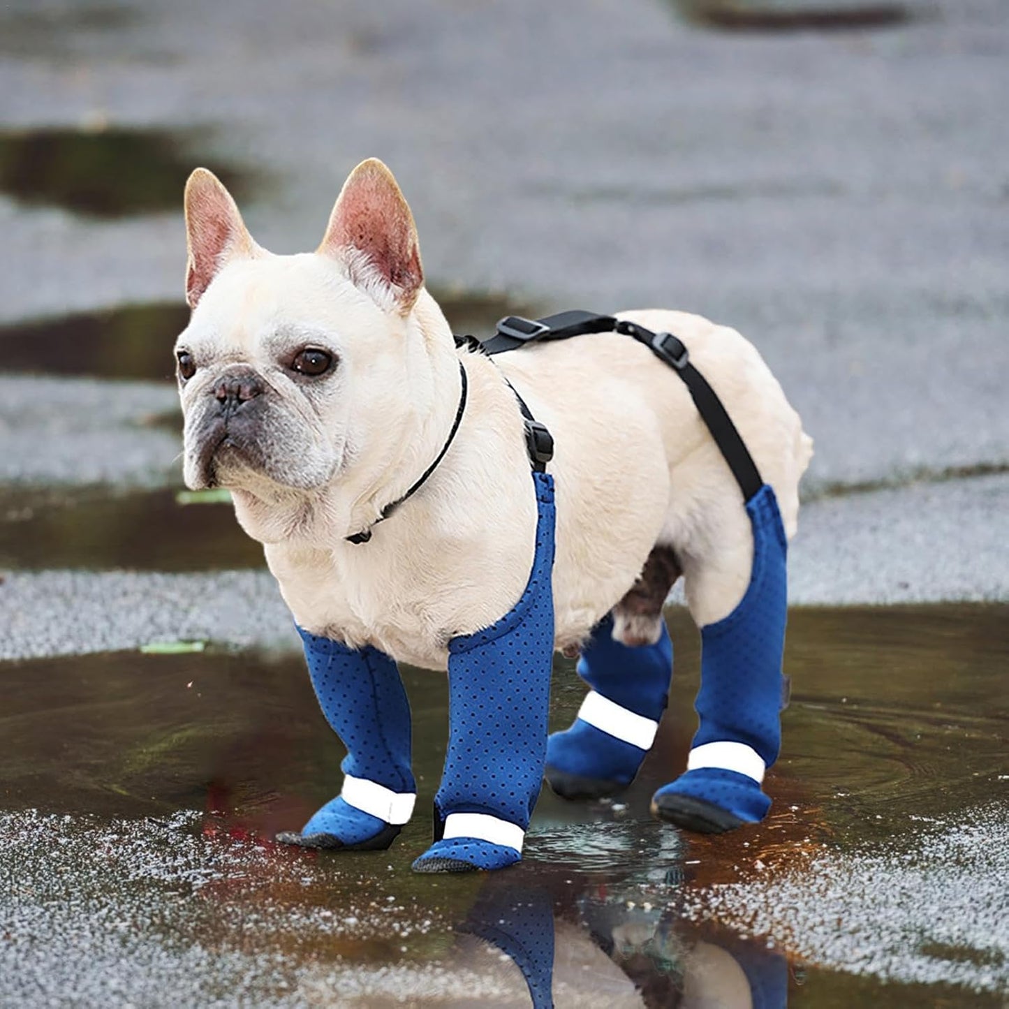 PawTrek-Frenchie-Paw-Protectors-Stain-proof-Outdoor-Footwear-www.frenchie.shop