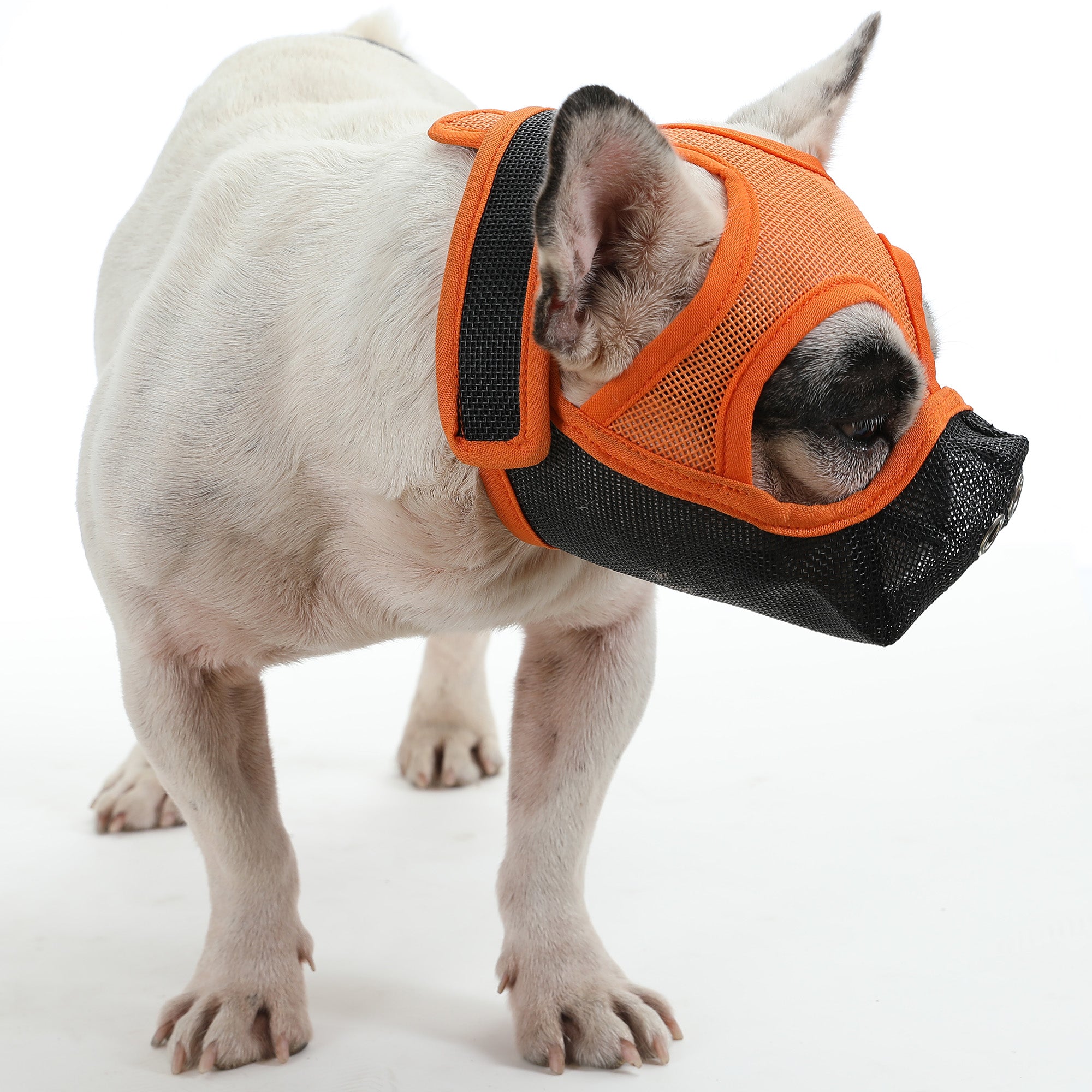 Muzzles hotsell for frenchies