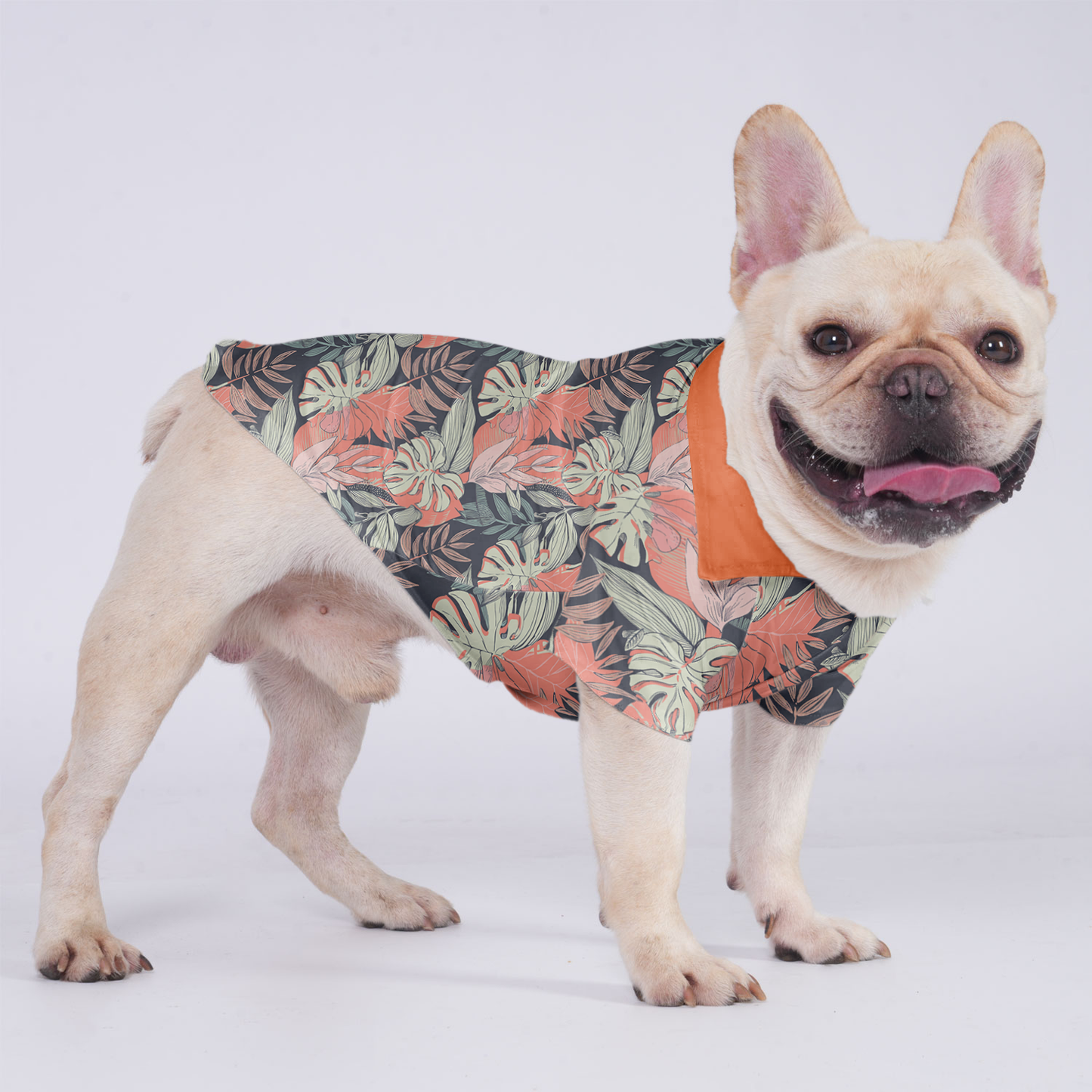 Apollo - Hawaiian Shirt for Frenchies