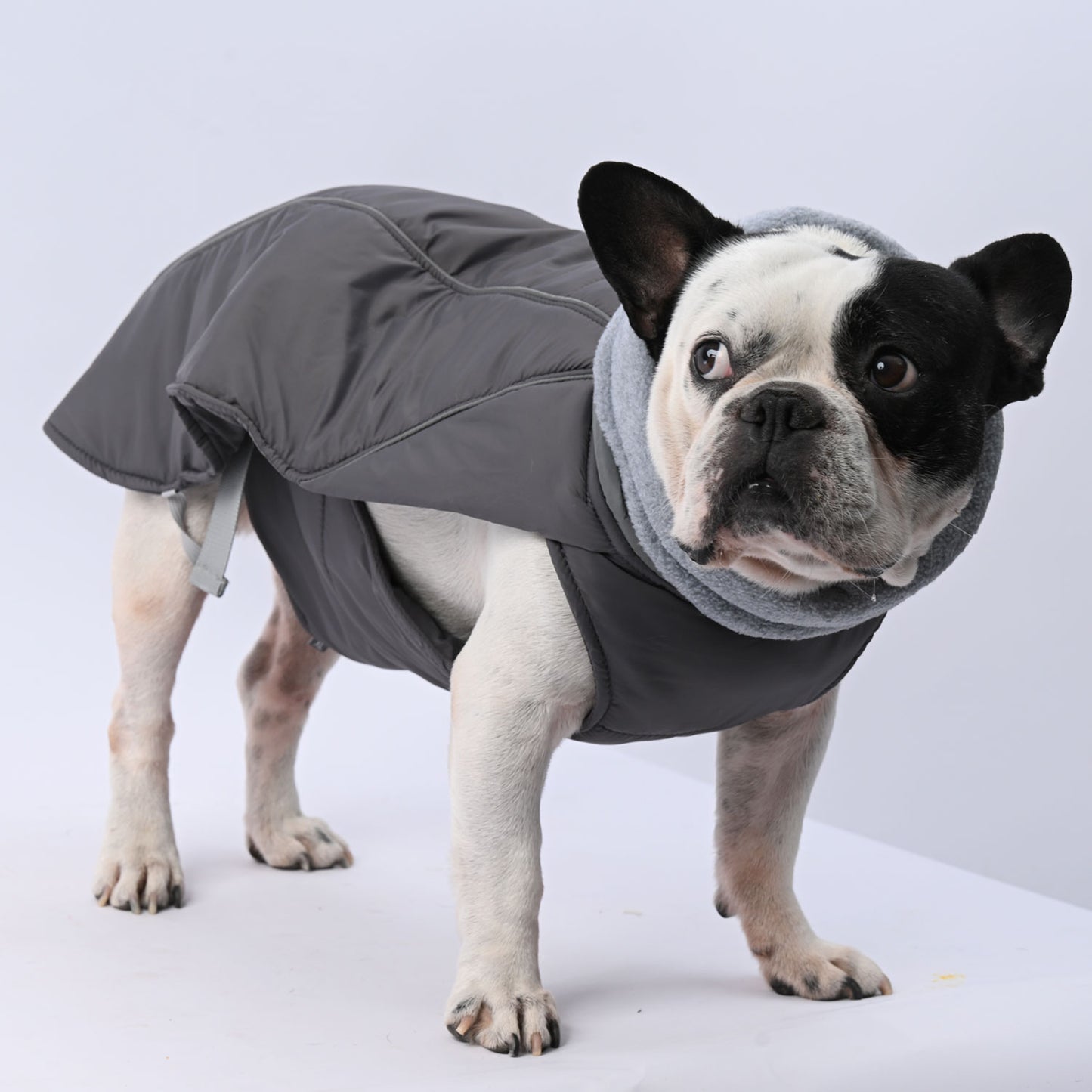 RoyalPup Frenchie Luxury Winter Jacket