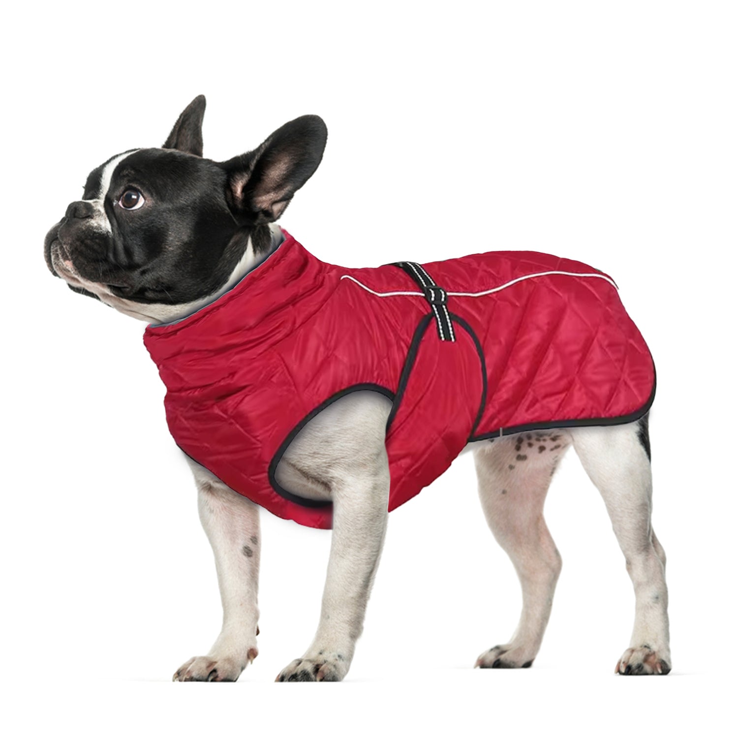 PawArmor-French-Bulldog-Winter-Coat-Reflective-and-Insulated-Dog-Jacket-www.frenchie.shop