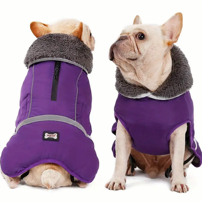 Warm Coat for frenchie (CS1)