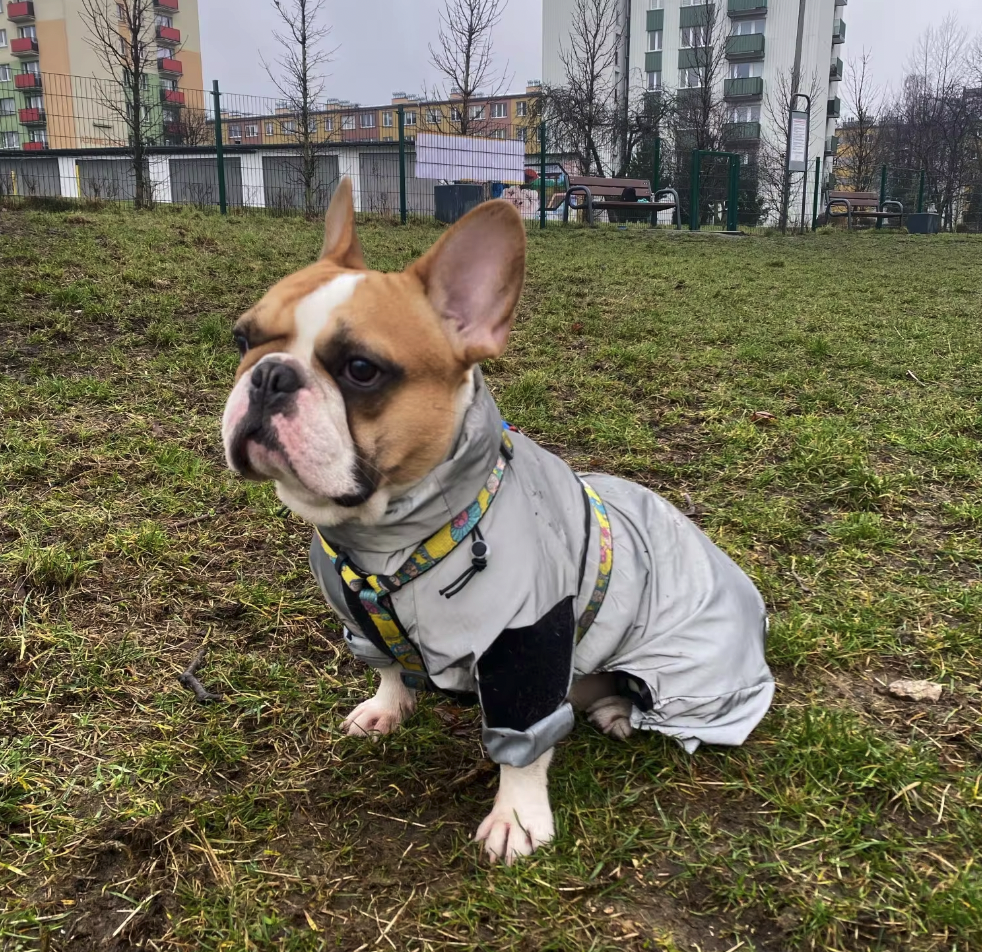 WetPaw-Frenchie-Rain-Jacket-Reflective-Hoddie-www.frenchie.shop