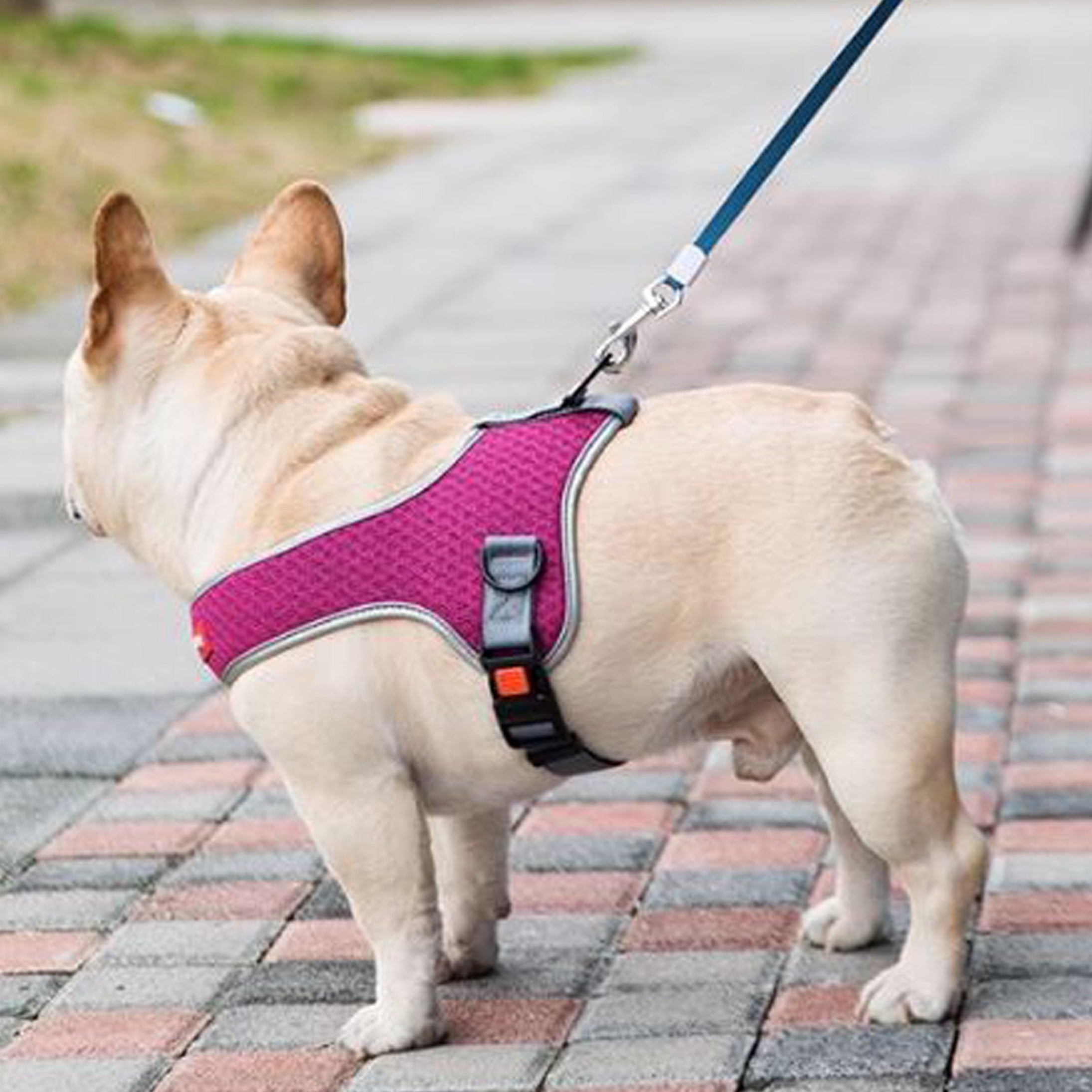 PawsMotion Premium French Bulldog Harness Vest with Leash Ultimate Walking  Companion