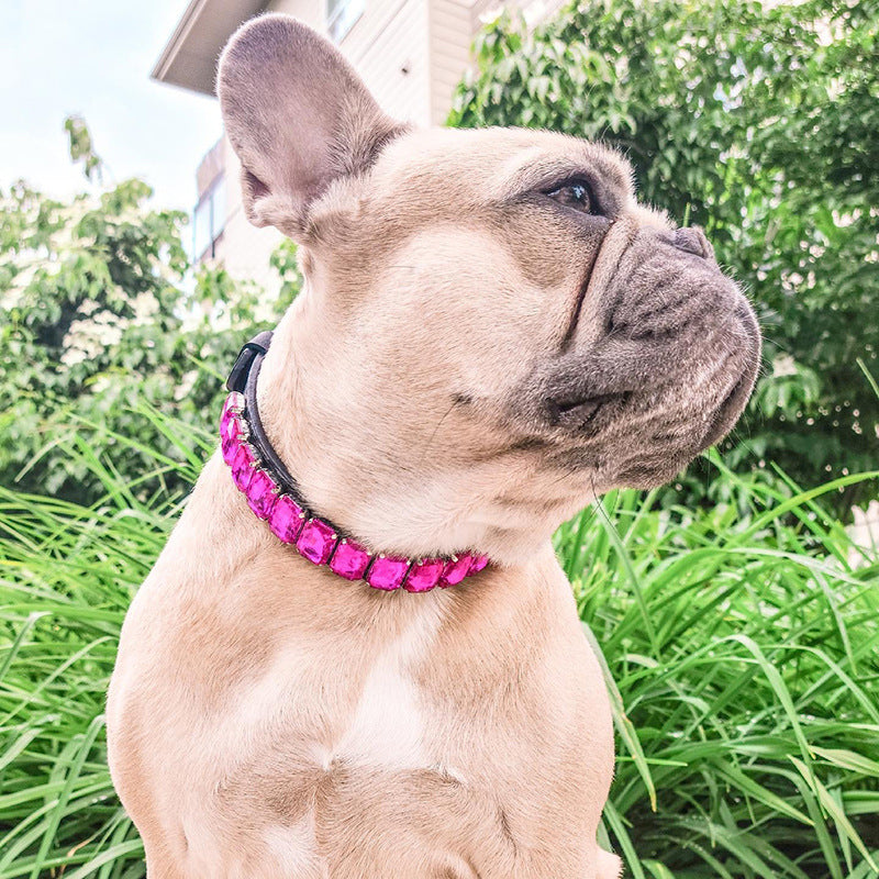 Frenchie bulldog collar hotsell