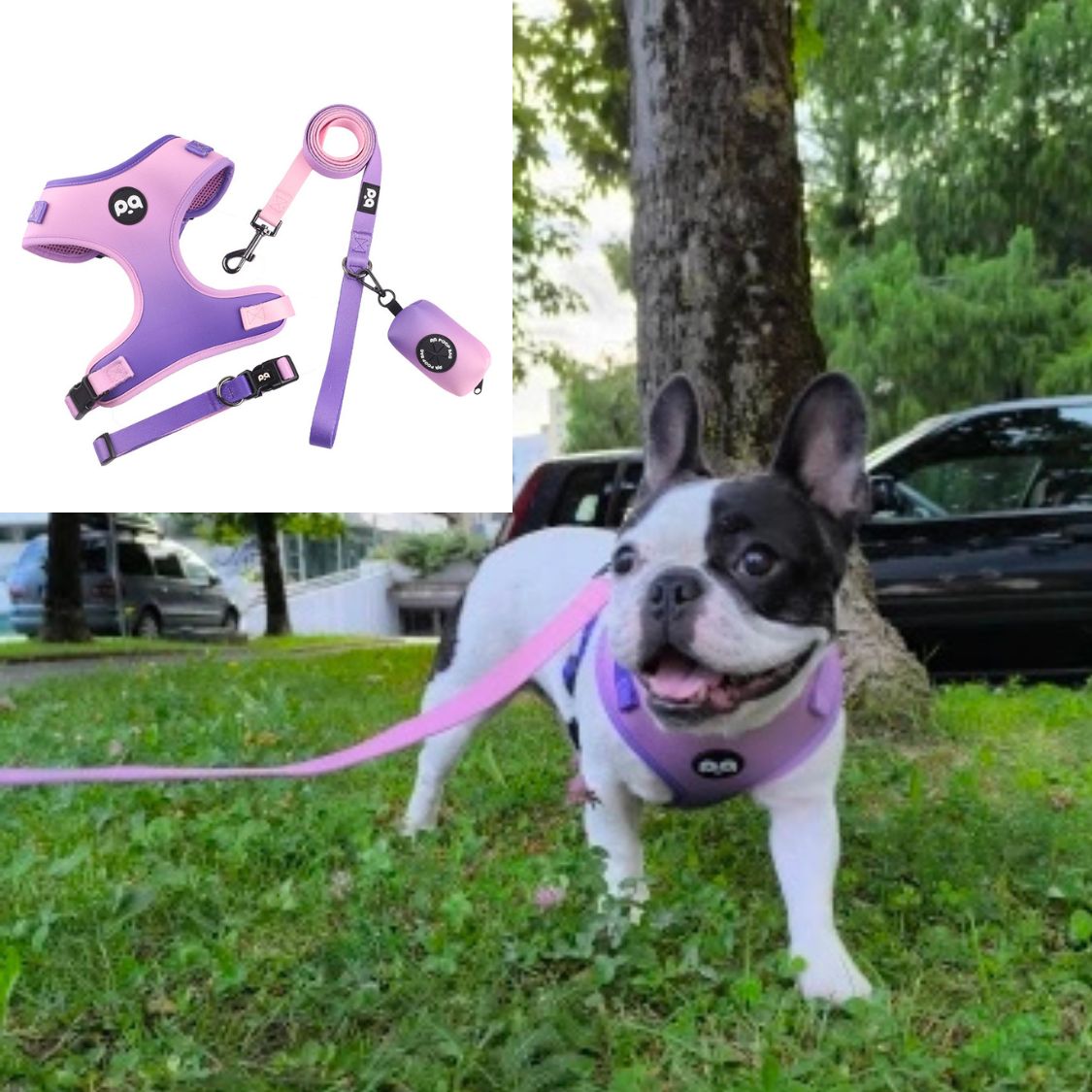 www.frenchie.shop-LeashLab-Adjustable-Frenchie-Harness-and-Leash-Set-purple