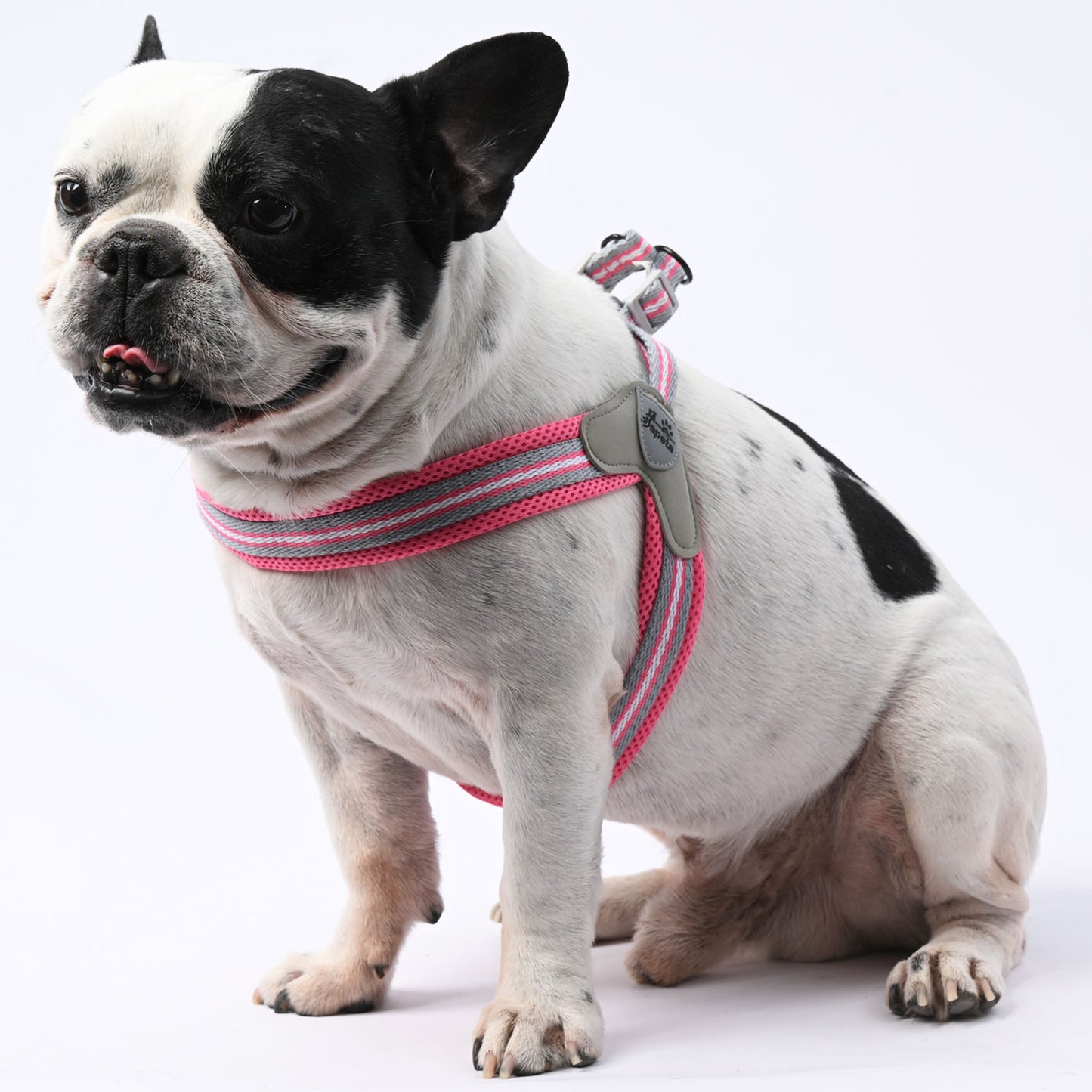 www.frenchie.shop-LeashLock-No-Pull-Frenchie-Harness-with-Leash