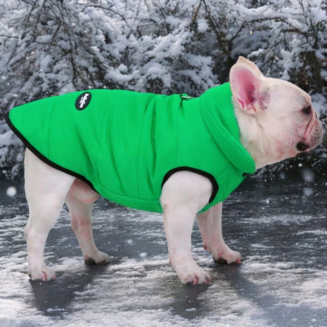 www.frenchie.shop-Premium-Frenchie-Winter-Jacket-Comfortable-Vest-with-D-Ring-for-Safe-Traction