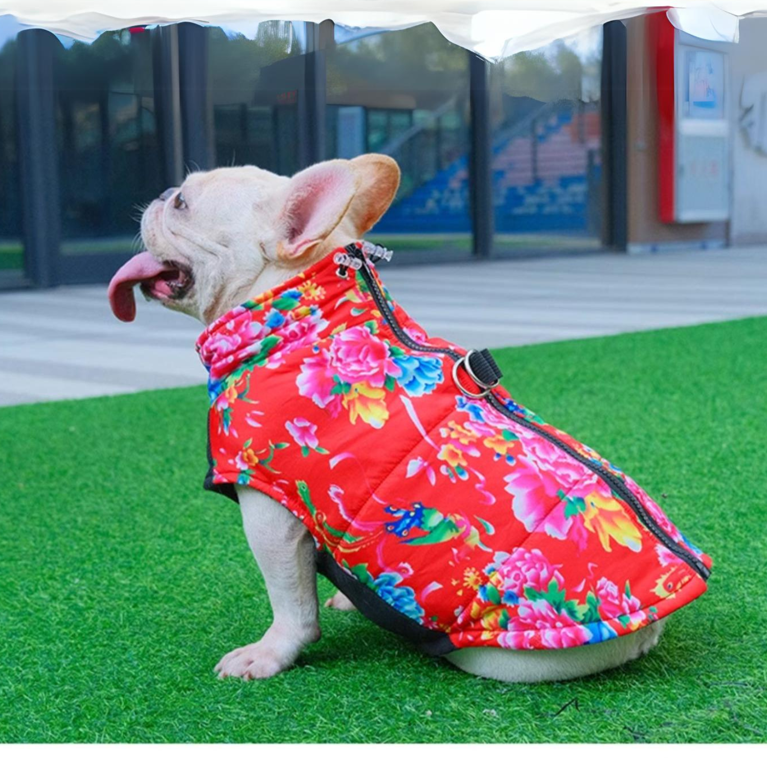 www.frenchie.shop-PupTrend-Premium-Frenchie-Jacket