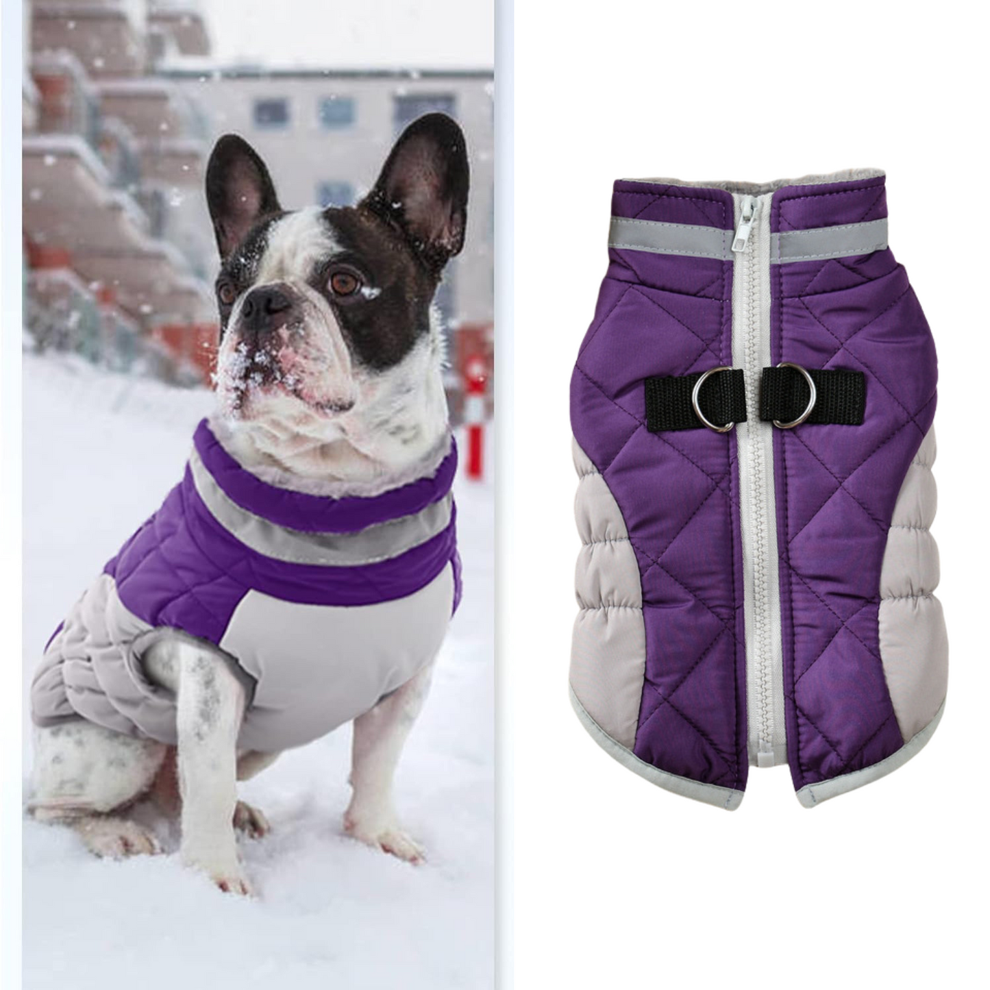 www.frenchie.shop-Reflective-Frenchie-Coat-with-Built-In-Harness