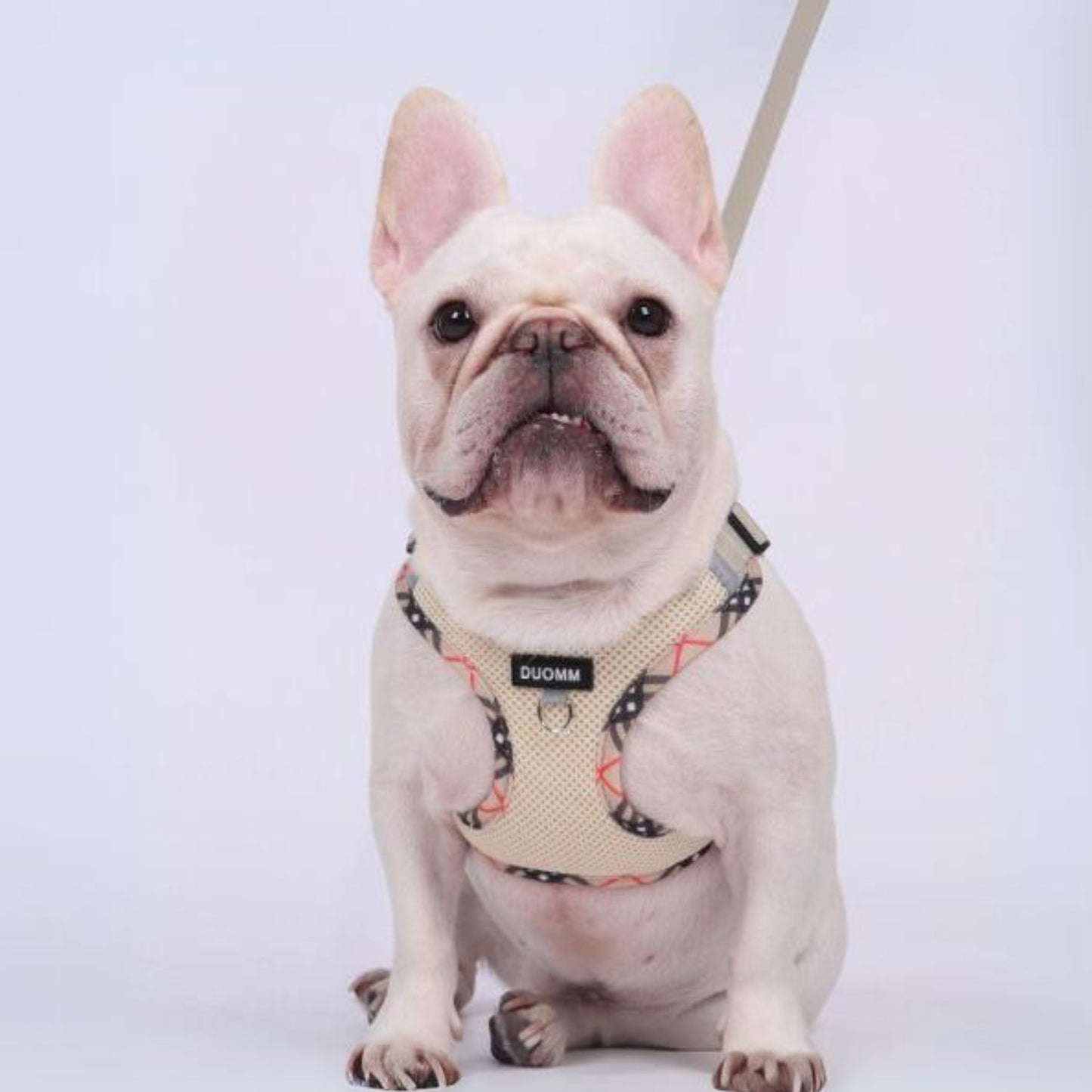 www.frenchie.shop-Stridez-Heavy-Duty-No-Pull-Frenchie-Explosion-Proof-Harness