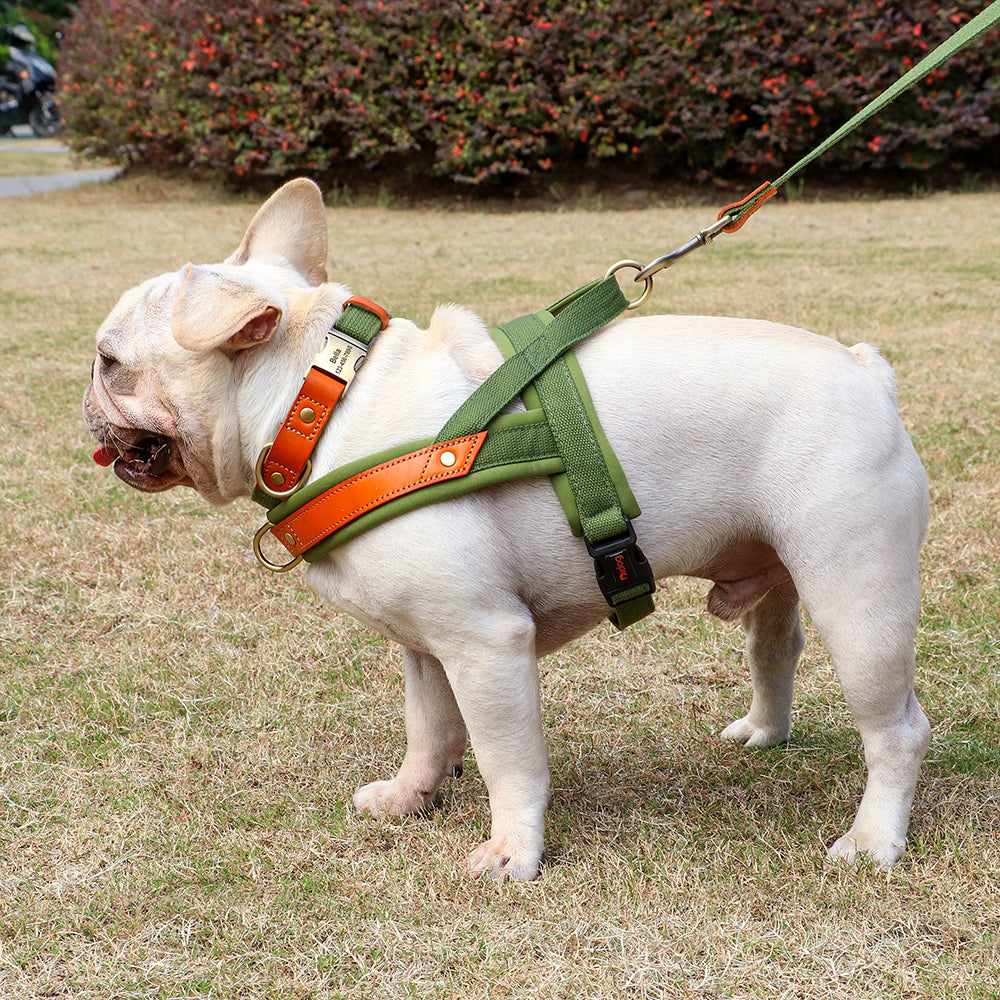 Pawsace Luxury French Bulldog No - Pull Dog Harness, Collar and Leash Set