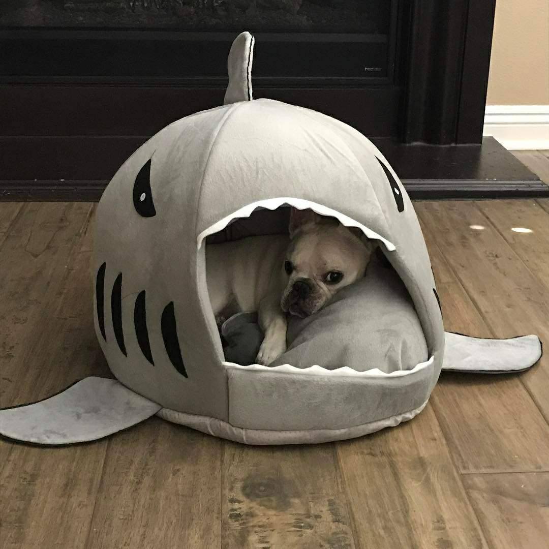 House for frenchie shark Bed WS14 frenchie Shop