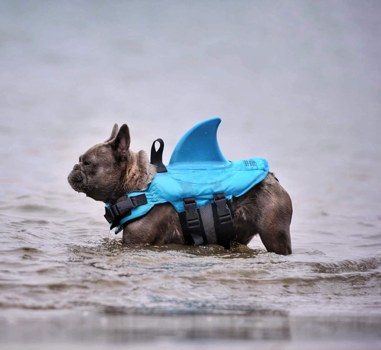 Shark vest deals for dog