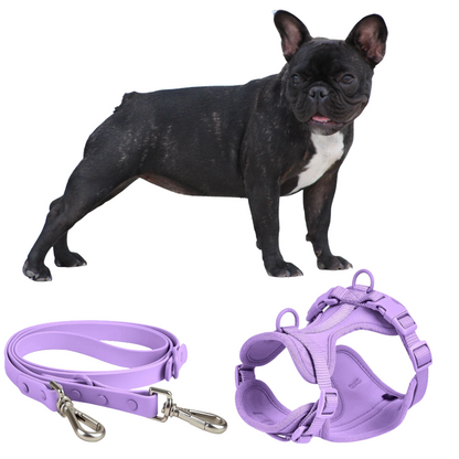 Frenchie Quick Release Harness Leash Set frenchie Shop